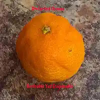 Picture for song 'Distorted Orange (Instrumental)' by artist 'Taylor DYD'