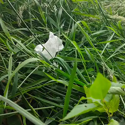 Picture for song '20240618_162723_MusTafA4EVER' by artist '786 scheint-Al'lahs Bande'