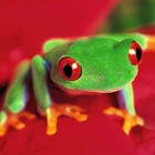 Picture for song 'BIRTHDAY CAKE- Frog Talk' by artist 'Birthday Cake'