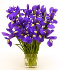 Picture for song 'PURPLE IRISES FOR JODI' by artist 'Dr. Bob's Jazz - Benefit Boppin' Quartet - JBBQ'