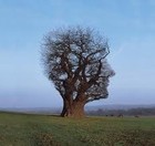 Picture for song 'No Roots' by artist 'Dr LK'