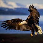 Picture for song 'Eagle' by artist 'Fragile Forest'