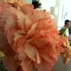 Picture for song 'Move (Remake)' by artist 'Pandan Productions'