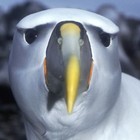 Picture for song 'Albatross - Snowball Johnny' by artist 'Snowball Johnny'