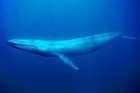 Picture for song 'Mr Blue Whale and the Big Fun Day' by artist 'Songs For Tropical Fish'