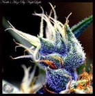 Picture for song 'Smokin On That Good' by artist 'Toillib Beats'