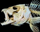 Picture for song 'If Women Were Fishes' by artist 'Trawler'