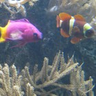 Picture for song 'CHEW BUBBLEGUM.mp3' by artist 'ZZAFTY'