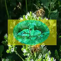Picture for song 'Life of Bees' by artist 'Carlo D'Anna'
