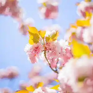 Picture for song 'Lambo' by artist 'P.R Beats'