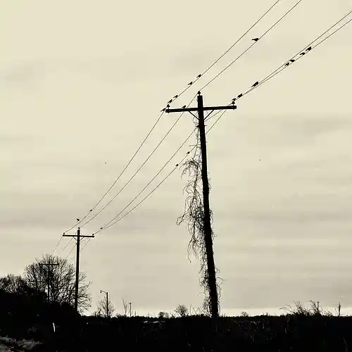 Picture for song 'SUNCROWDS (Agorafaunic Mix 2)' by artist 'Thee Infernal Practice'
