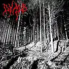 Picture for song 'the moon and the forest' by artist 'DYAUS'