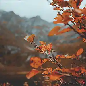 Picture for song 'Autumn III' by artist 'Ezhdee'