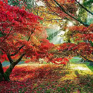 Picture for song 'FREE "Leaves in the Fall" (Calm Type Beat) 2021' by artist 'Kroody Beats'