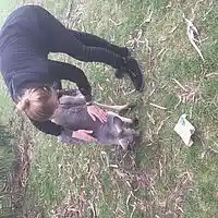 Picture for song 'Koala, Kangaroo and Emu - I need your smile' by artist 'Peter Kosta's Galaxy Rock Band'