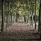 Picture for song 'A Forest' by artist 'Sharks Don't Sleep'