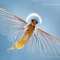 Picture for song 'Love Dance of the Mayfly' by artist 'Carlo D'Anna'