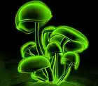 Picture for song 'Lyftd Productions x DJ K MO - Green Shrooms' by artist 'Lyftd Productions'