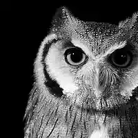 Picture for song 'DJ Luck - Watch Me' by artist 'DJ Luck94'