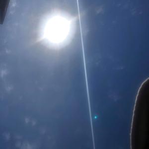 Picture for song 'Thalamusic - Sheople (Instrumental)' by artist '1Thalamusic'