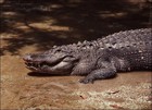 Picture for song 'Gator Hunter by Nathan Baker' by artist 'Arthur Holt'