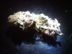 Picture for song '420 No Cry' by artist 'CALI MARZ'
