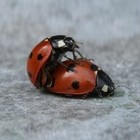 Picture for song 'Love Bugs (Acoustic)' by artist 'Casey John Milham'