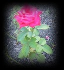 Picture for song 'Rose Medley (free holiday download)' by artist 'Girl Friday'