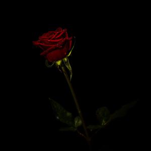 Picture for song 'Rose (sample)' by artist 'GrumpySound'
