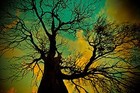Picture for song 'Tree of Knowledge' by artist 'Jordan Woollen'