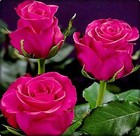 Picture for song 'Momma Gods Most Beatiful Rose' by artist 'Juanita Ford Publishing'