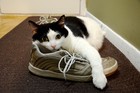 Picture for song 'My Shoes (don't do them)' by artist 'Mike B is for Byj'
