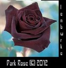 Picture for song 'Dark Rose 2012 lenburke' by artist 'Plaza7'