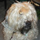 Picture for song 'bubble up' by artist 'ptrak'