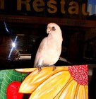 Picture for song 'Two Drunks Blues' by artist 'tichphillips'