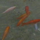 Picture for song 'S.mp3' by artist 'ZZAFTY'