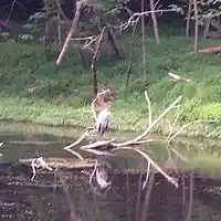 Picture for song '" The Betrayal" by Pamela Illanes-Tatsuoka' by artist 'Pamela Illanes-Tatsuoka'