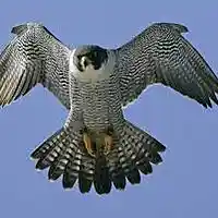 Picture for song 'What Music do Birds Like' by artist 'XL73'