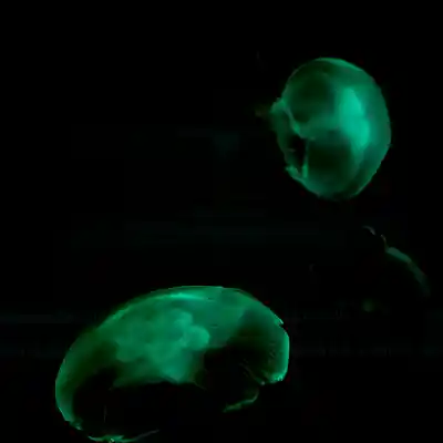 Picture for song 'The Bells (2024)' by artist 'e0R'