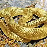 Picture for song 'Snakes' by artist 'Prosper Society'