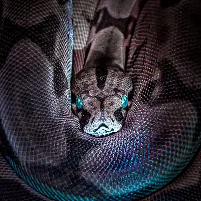 Picture for song 'Snakebite' by artist 'Jeprdy'