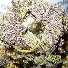 Picture for song 'STAY FROSTY' by artist 'TRUNK POUND'