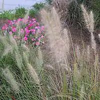 Picture for song 'Catalina' by artist 'J Prock'