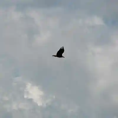 Picture for song 'Thread de Menthe' by artist 'PeppyAtMars'