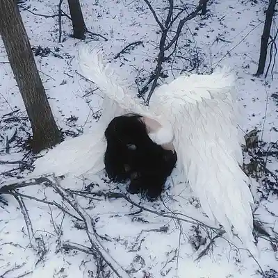 Picture for song 'Emo Trap x LiL PEEP Type Beat - "Angel Wings"' by artist 'prod. devil thesis'