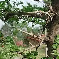 Picture for song 'thorn (lost mix)' by artist 'Bram cools'