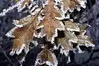 Picture for song 'Winter Leaves' by artist 'Hollan - Wooten'