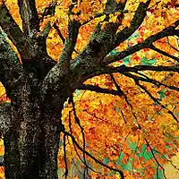 Picture for song 'Fall Back Aloisa/Russom' by artist 'RICH RUSSOM'