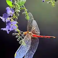 Picture for song '08 Track 8 symph 774 in 3 movements cd 270' by artist 'FranklinEMorris'