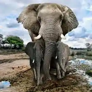 Picture for song 'Hear Elephant' by artist 'Johanna Renfro'